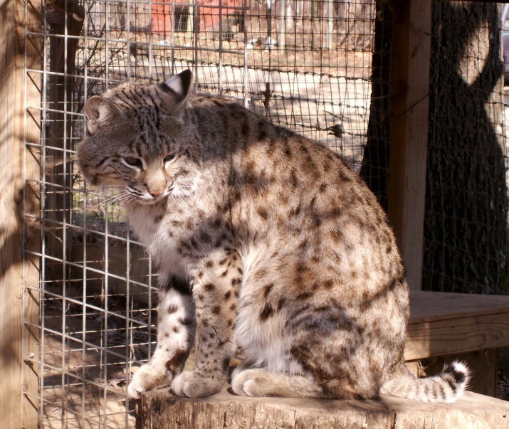 bobcat kittens for sale